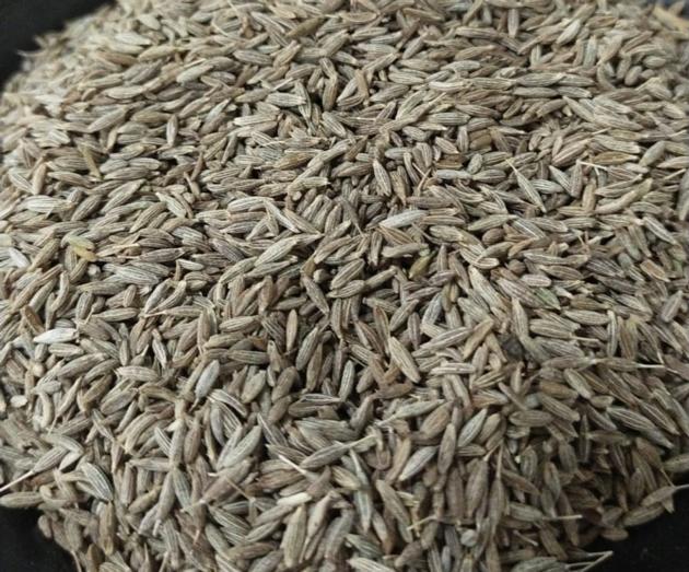 cumin seed