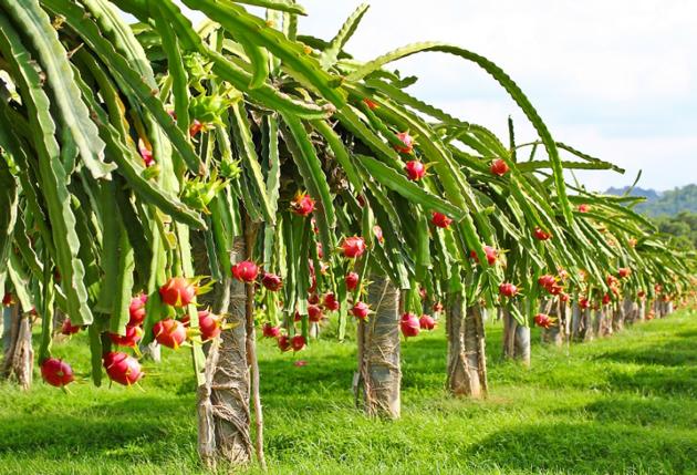 FRESH DRAGON FRUIT PITAYA FRUIT