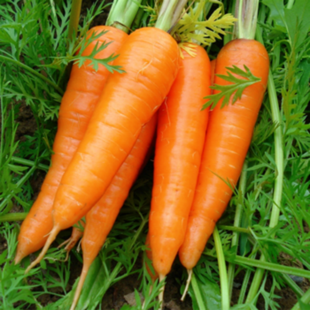 FROZEN CARROT FROM VIET NAM