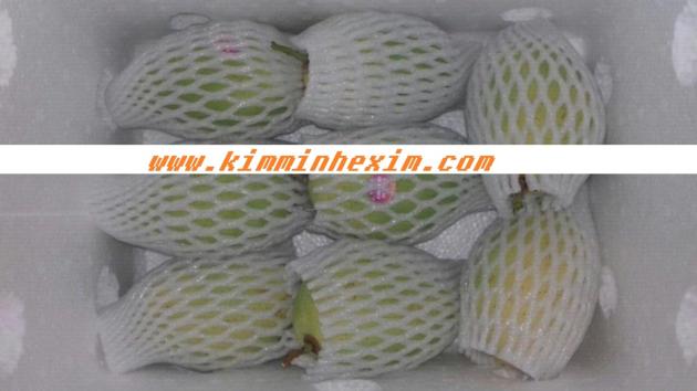 FRESH MANGO FRUIT MANGO FRUIT