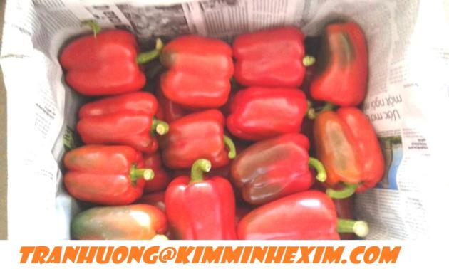 FRESH CAPSICUM FRESH BELL PEPPER FRESH
