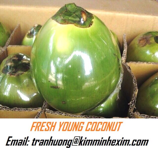 FRESH YOUNG COCONUT/ FRESH COCONUT FRUIT 
