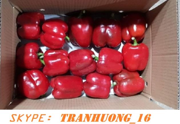 FRESH CAPSICUM FRESH BELL PEPPER FRESH