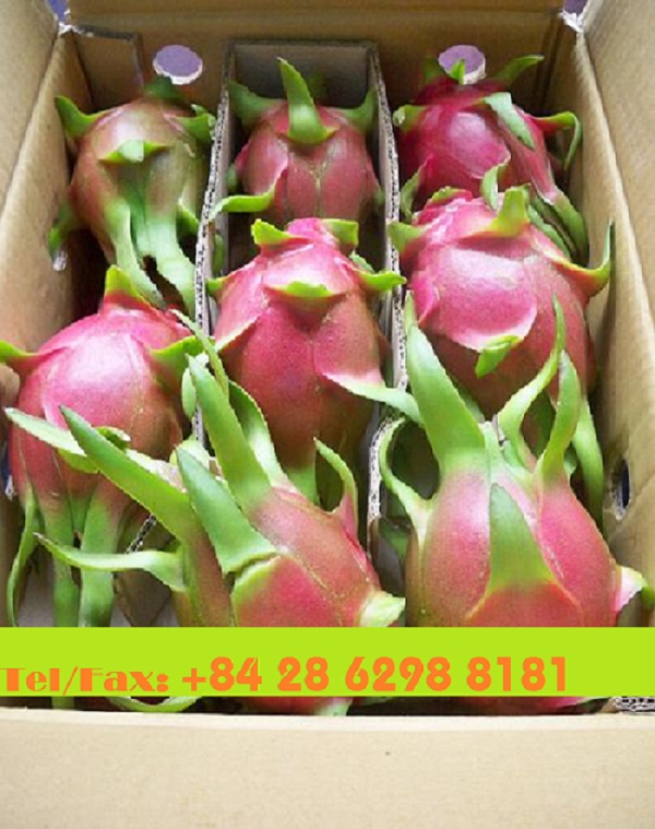 FRESH DRAGON FRUIT PITAYA FRUIT