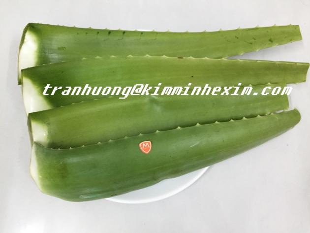FRESH ALOE VERA LEAVES ALOE VERA