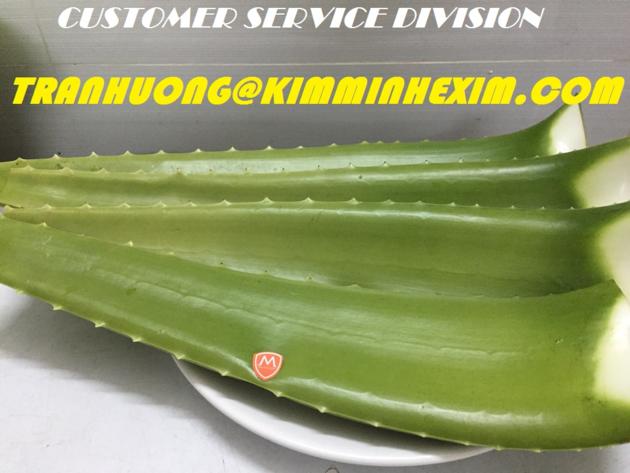 FRESH ALOE VERA LEAVES/ ALOE VERA LEAF/ ALOE VERA