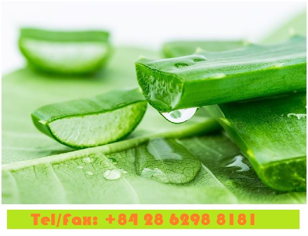 FRESH ALOE VERA LEAVES ALOE VERA
