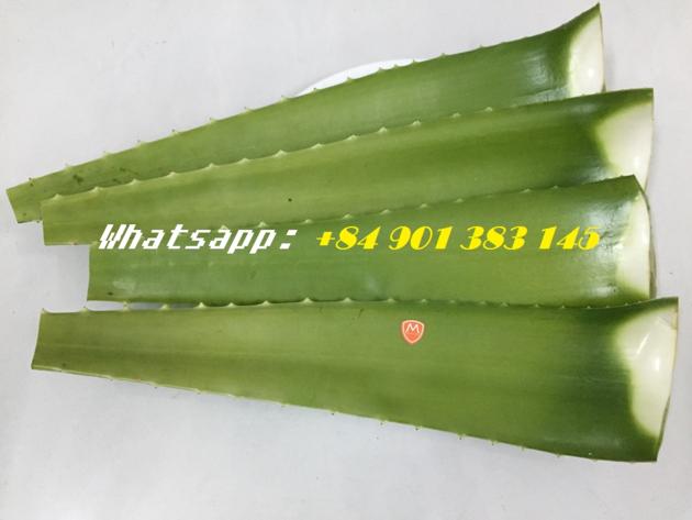 FRESH ALOE VERA LEAVES ALOE VERA