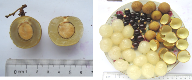 FRESH LONGAN FRUIT VIETNAM LONGAN FRUIT