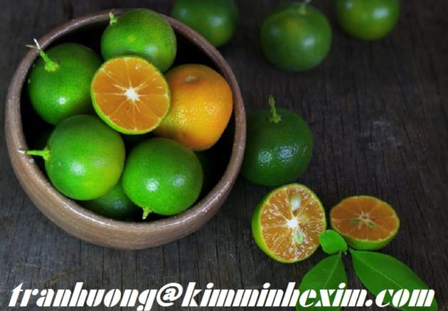 FRESH CALAMANSI FRUIT/ CALAMANSI FRUIT/KUMQUAT FRUIT