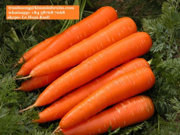 FROZEN CARROT FROM VIET NAM