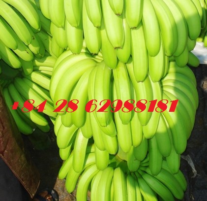 FRESH CAVENDISH BANANA CAVENDISH BANANA FRUIT