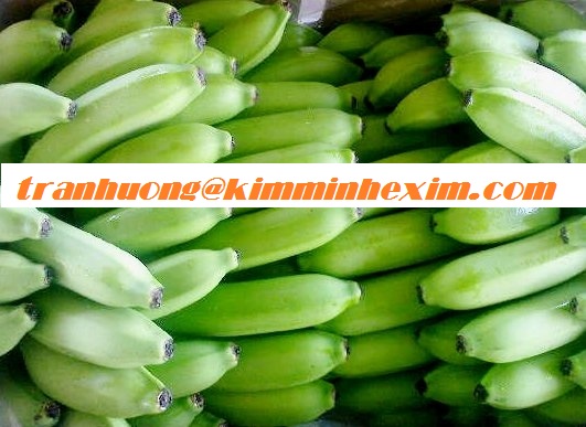 FRESH CAVENDISH BANANA/ CAVENDISH BANANA FRUIT/ GREEN BANANA