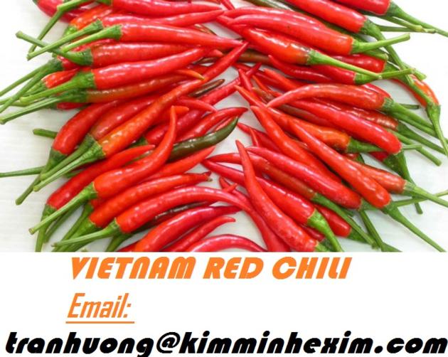 FRESH RED CHILI SMAILL RED CHILI