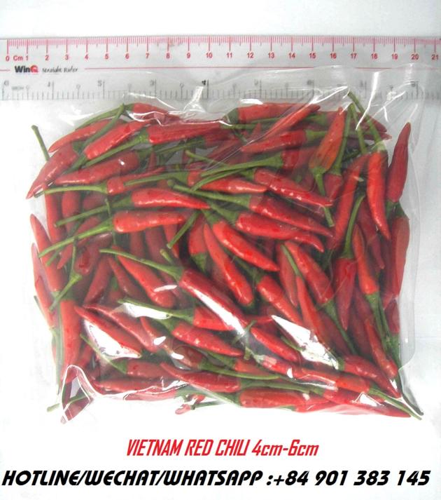 FRESH RED CHILI SMAILL RED CHILI