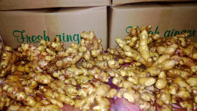 FRESH GINGER FROM VIET NAM