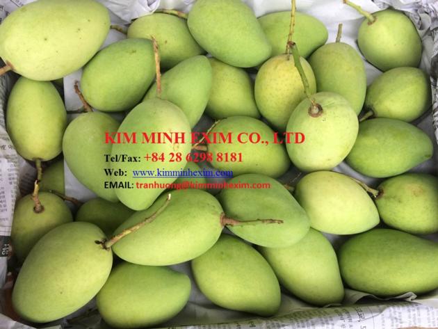 FRESH MANGO FRUIT MANGO FRUIT