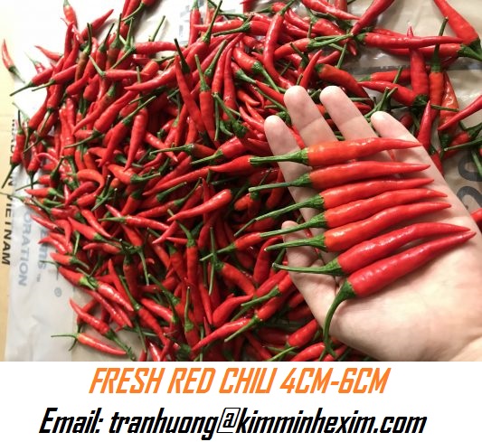 FRESH RED CHILI SMAILL RED CHILI