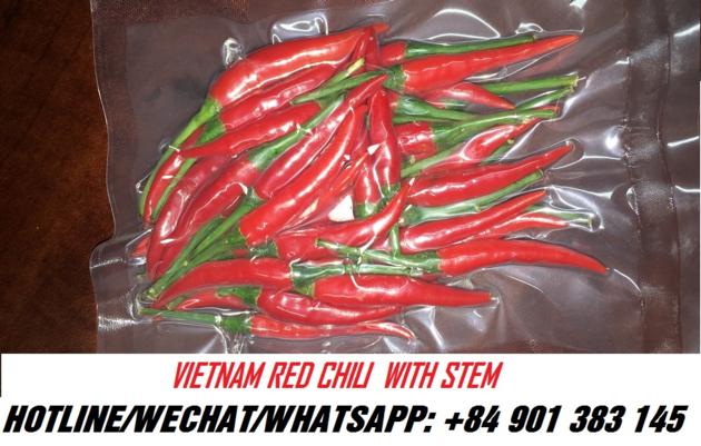 FRESH RED CHILI/ SMAILL RED CHILI/VIETNAM SMALL RED CHILI