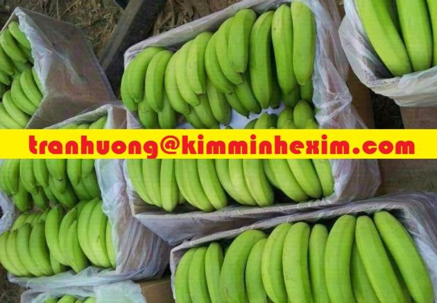 FRESH CAVENDISH BANANA CAVENDISH BANANA FRUIT