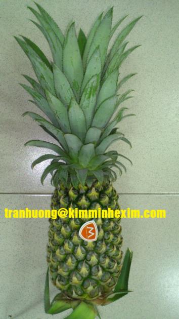 FRESH PINEAPPLE FRUIT/ PINEAPPLE FRUIT