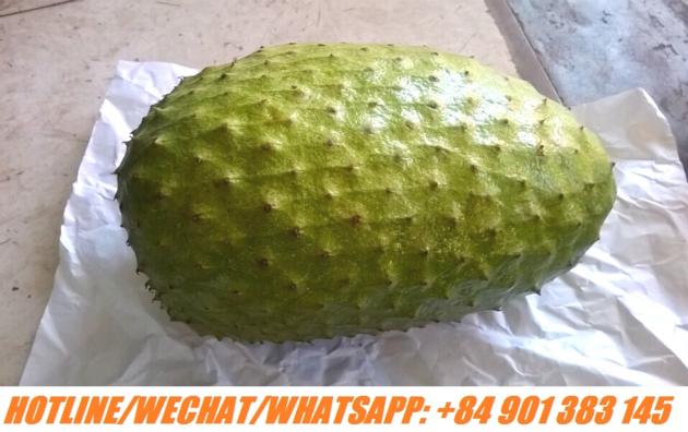 FRESH SOURSOP FRUIT GRAVIOLA FRUIT