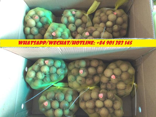 FRESH LONGAN FRUIT VIETNAM LONGAN FRUIT
