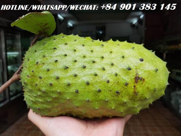 FRESH SOURSOP FRUIT GRAVIOLA FRUIT