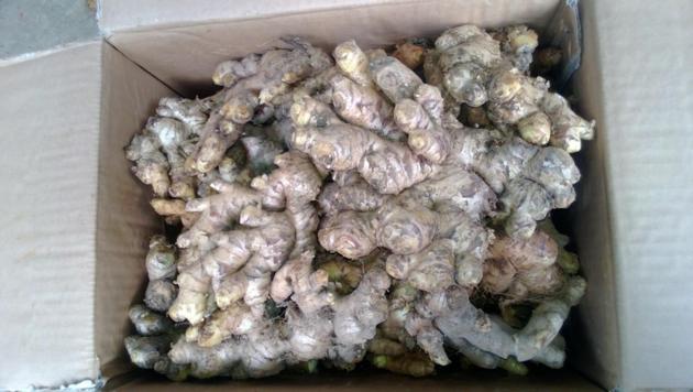 FRESH GINGER FROM VIET NAM