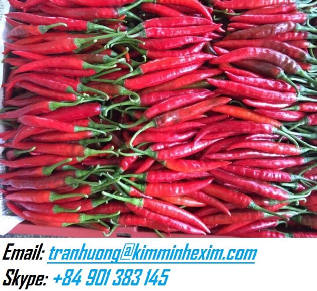 FRESH RED CHILI SMAILL RED CHILI