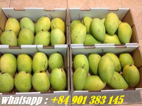 FRESH MANGO FRUIT MANGO FRUIT