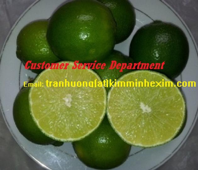 FRESH SEEDLESS LIME PERSIAN LIME GREEN