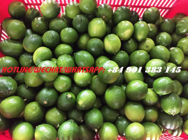 FRESH SEEDLESS LIME PERSIAN LIME GREEN