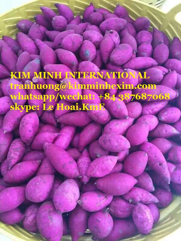 SWEET POTATO VIETNAM HIGH QUALITY Fresh