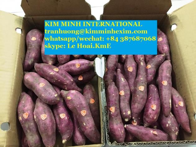 SWEET POTATO VIETNAM HIGH QUALITY---fresh/ frozen/ dried