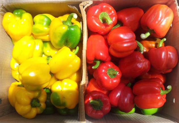 FRESH CAPSICUM FRESH BELL PEPPER FRESH