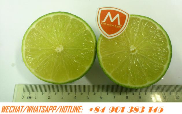 FRESH SEEDLESS LIME/PERSIAN LIME/GREEN LEMON 