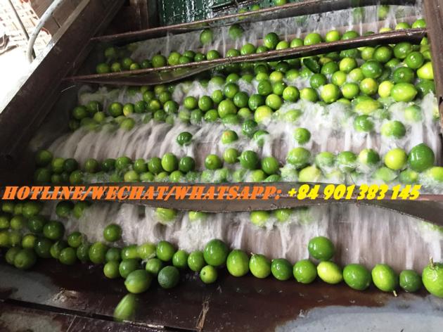 FRESH SEEDLESS LIME PERSIAN LIME GREEN