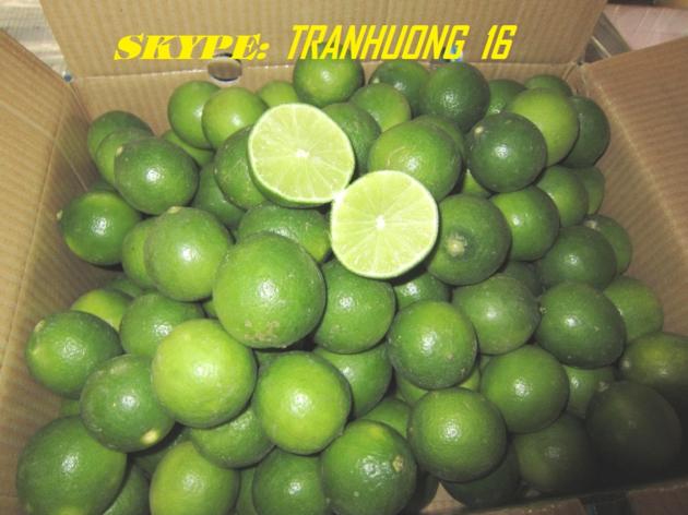 FRESH SEEDLESS LIME PERSIAN LIME GREEN