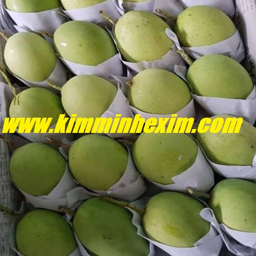 FRESH MANGO FRUIT/ MANGO FRUIT