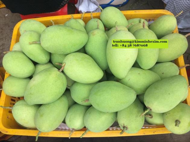 FROZEN MANGO DICED FROM VIET NAM