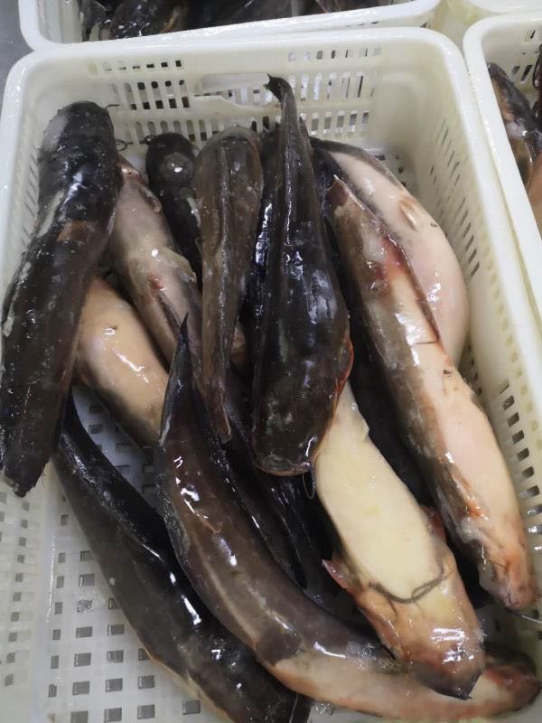 Frozen Catfish Whole Round
