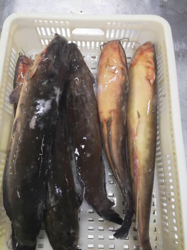 Frozen Catfish Whole Round