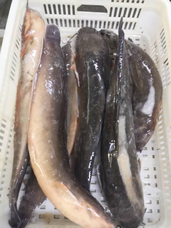 Frozen catfish whole round