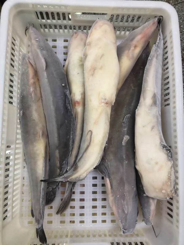 Frozen Catfish Whole Round