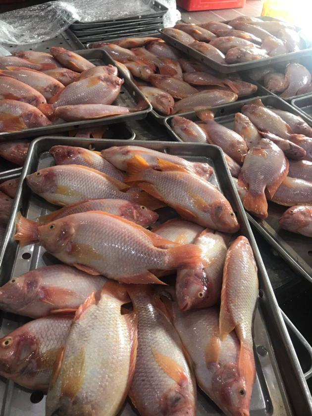Frozen Red Tilapia WR Good Quality