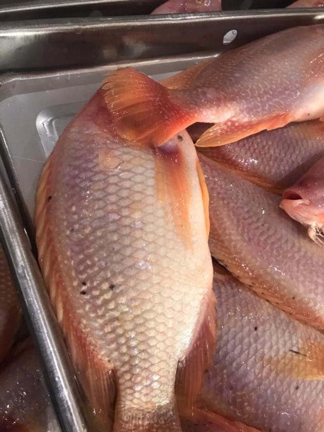 Frozen Red Tilapia WR Good Quality