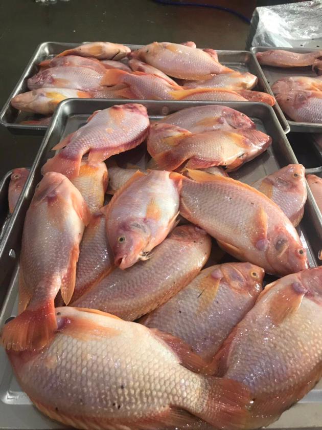 Frozen red tilapia WR good quality good price