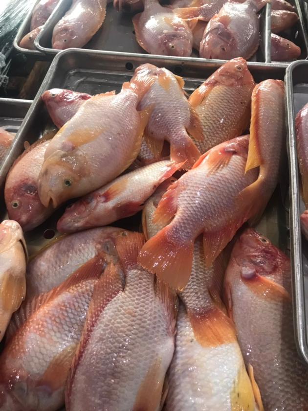 Frozen Red Tilapia Whole Round