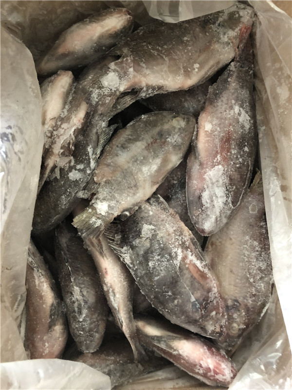 Frozen tilapia WR high quality low price